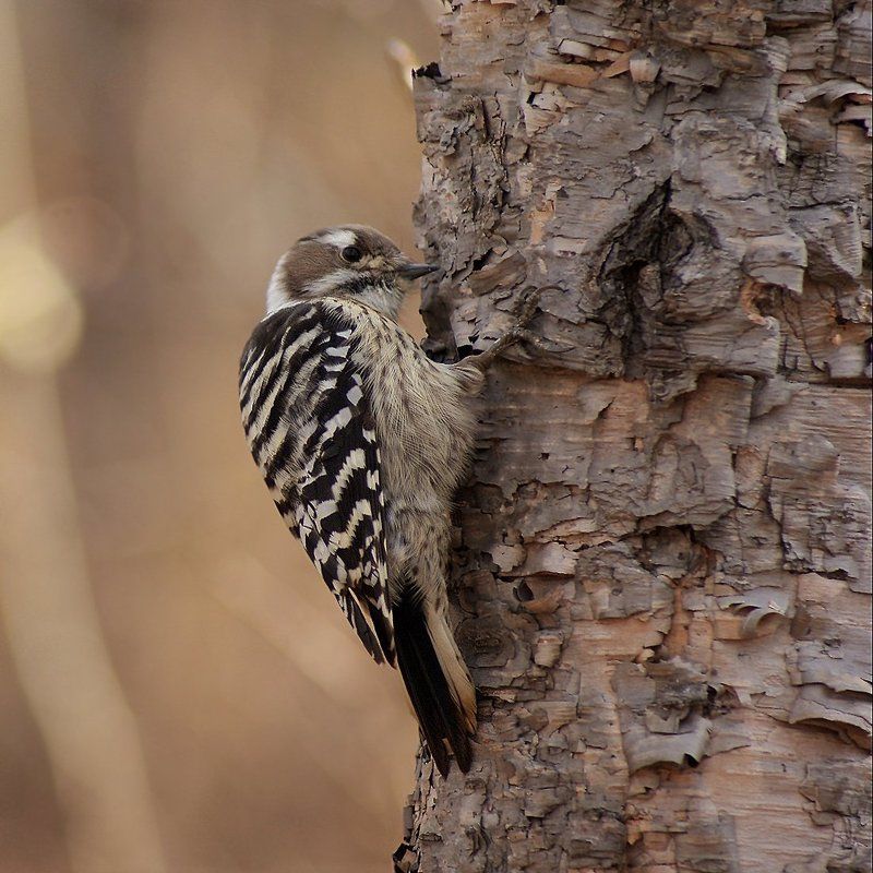 Dendrocopos kizuki фото превью