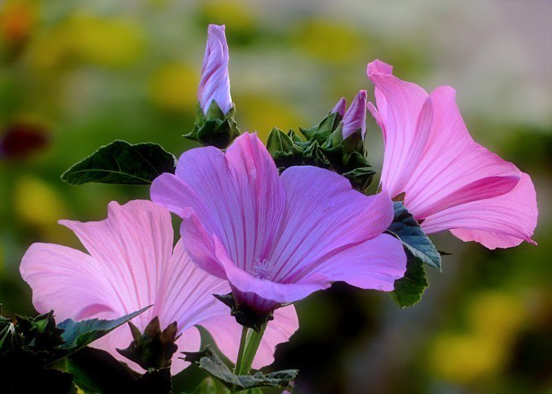 // фото превью