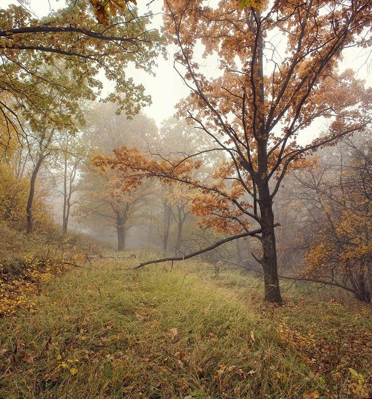 Осенние туманы 2 фото превью