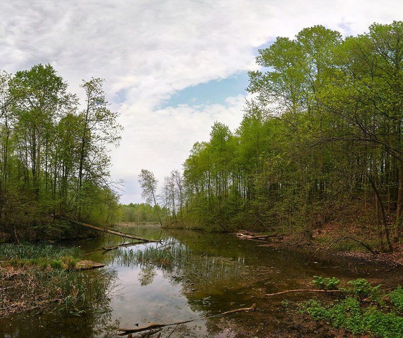 Бобриное царство... фото превью