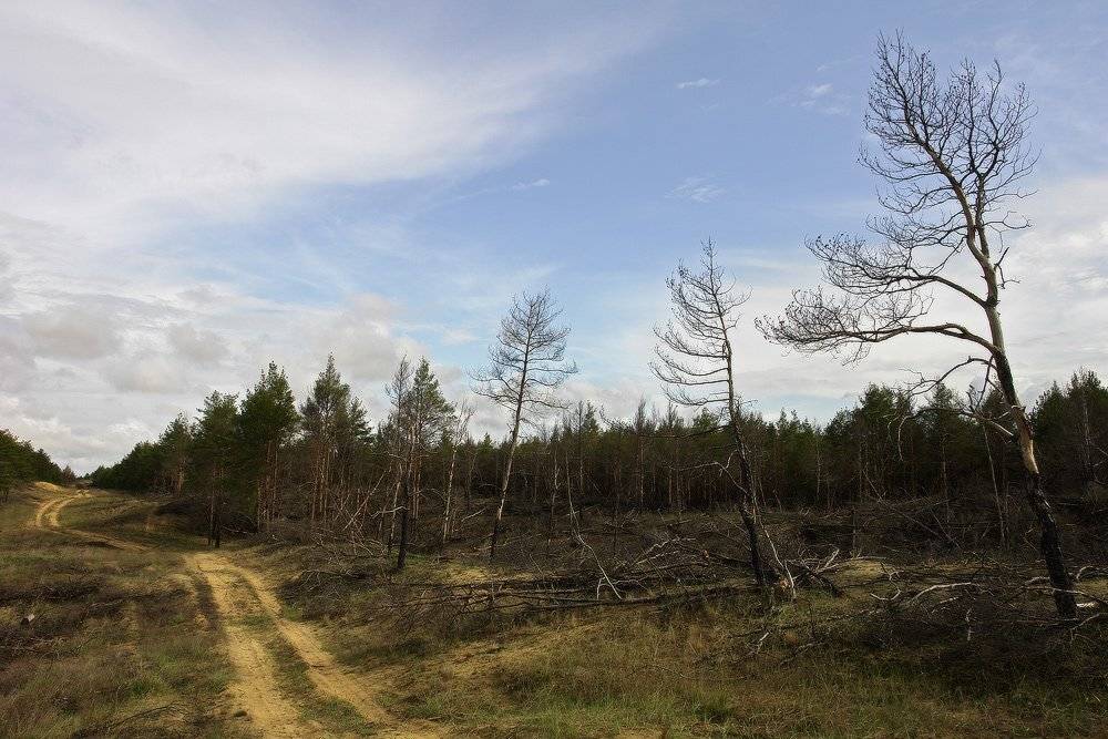 козлов артур, пейзаж, , лес, деревья, сухостой, дорога, Kozlov Artur