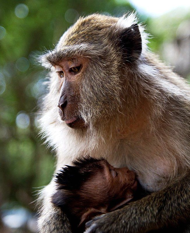 Материнская любовь фото превью