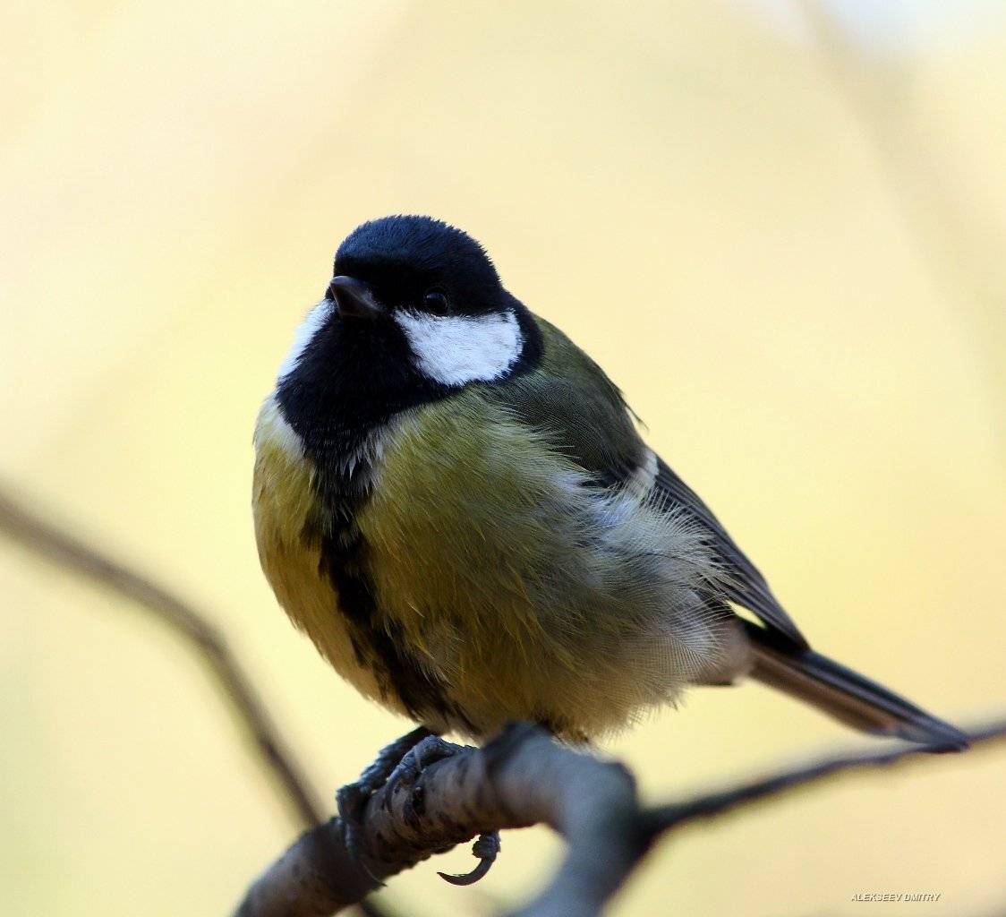 синичка,природа, Дмитрий Алексеев