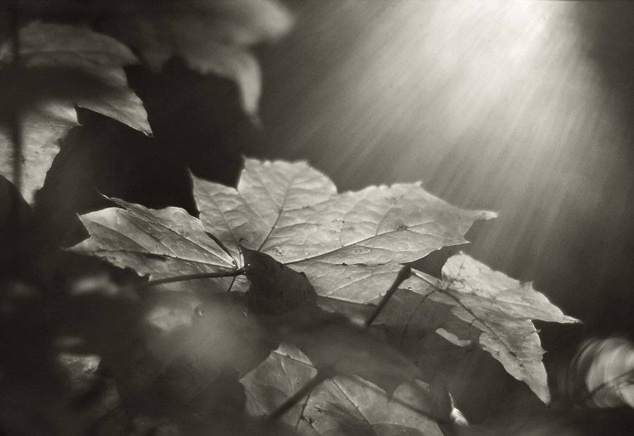 осень,листья,солнце,лучи, Ольга Енаева