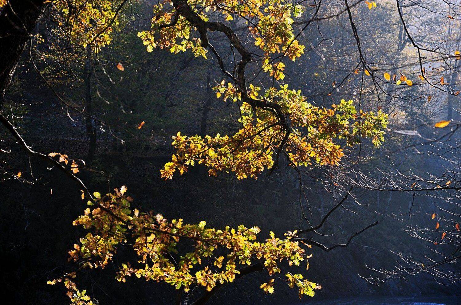этюд, осень, дуб, кавказ, утро, солнце, листва, Ерёменко Леонид