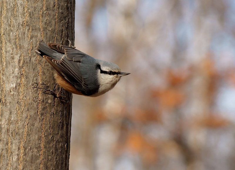 Эквилибрист фото превью