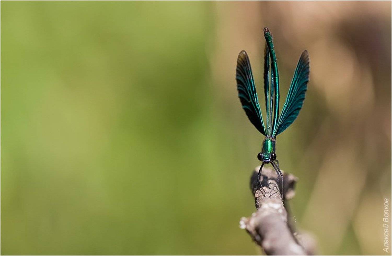 стрекоза-красотка, самец, крылышки, пёрышки, коряжка, Amazon-san
