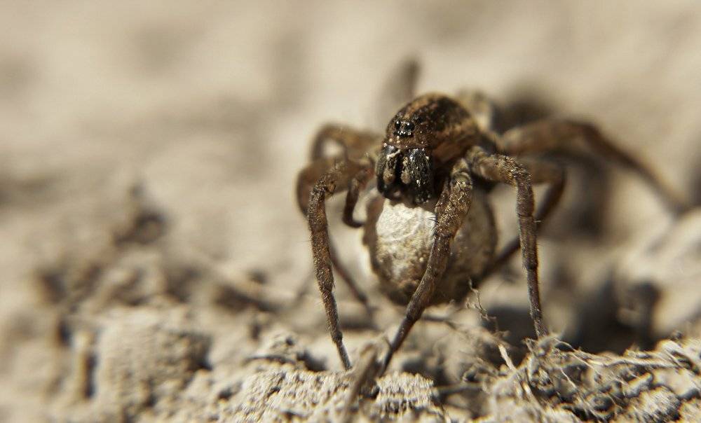 козлов артур, паук, яйцо, Kozlov Artur