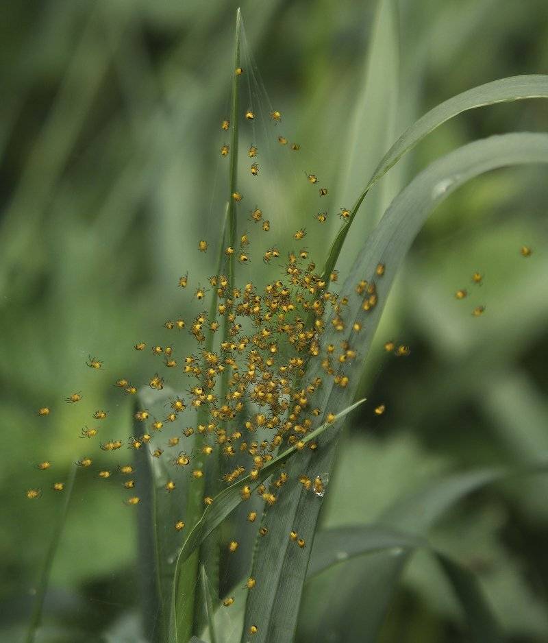 козлов артур, пауки, паучки, дети, Kozlov Artur