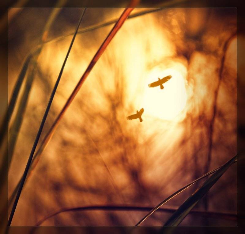 , Лана Тополева