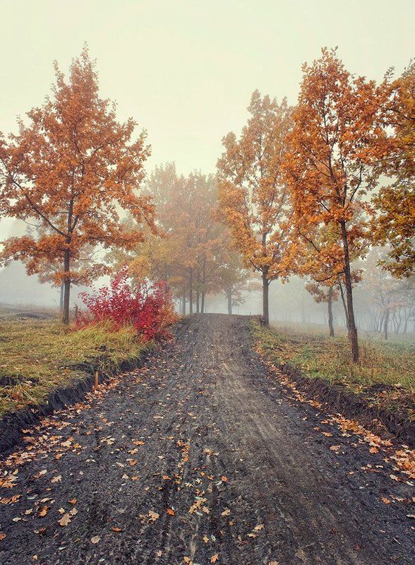 The Fog фото превью