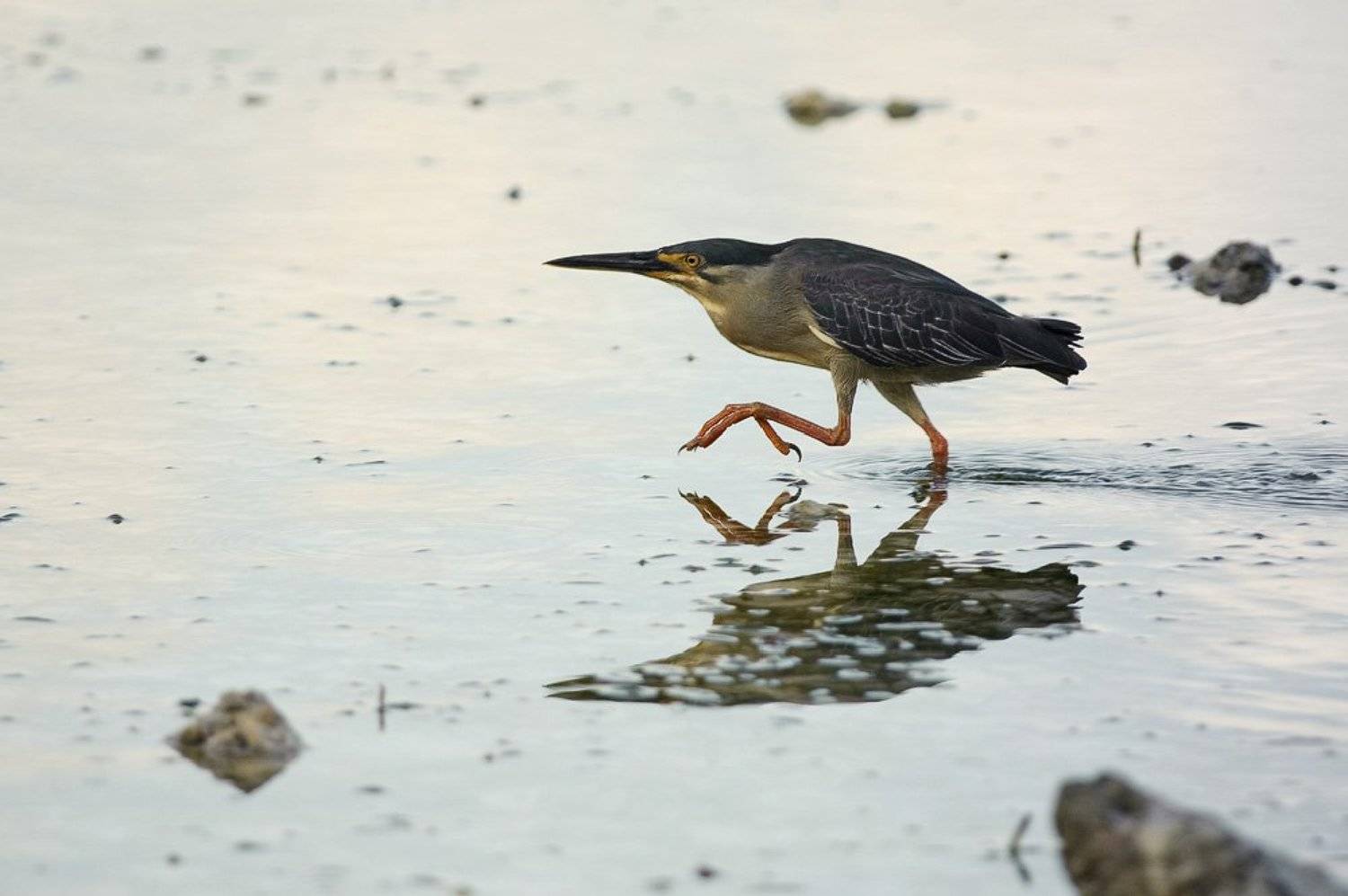 кваква, Александр Константинов