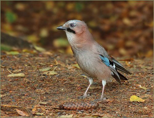 Осенняя сойка