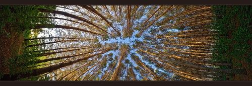 В Сосновом Бору