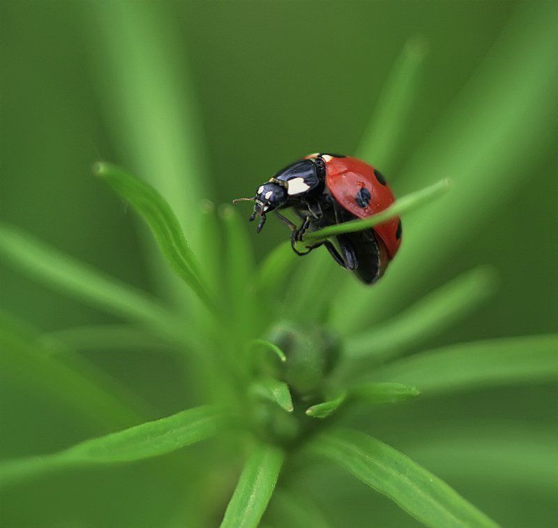 Какой такой паркур? фото превью