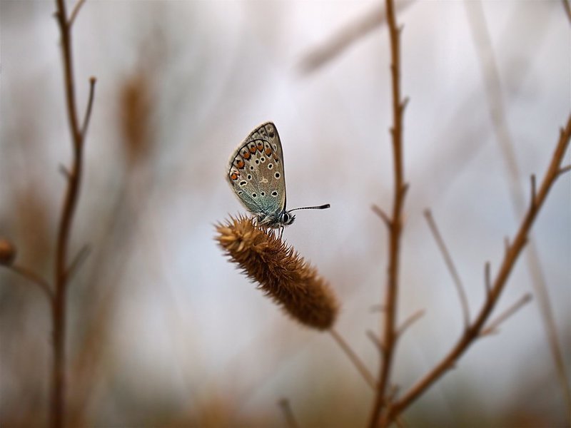 осень... фото превью
