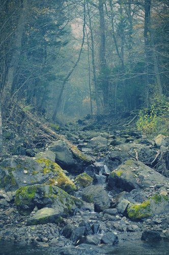 Шёпот в глуши