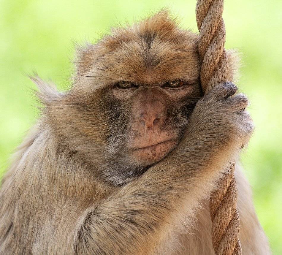 берберийский, макак, зоо, Alena