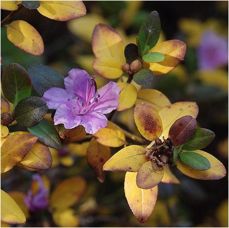 осень, цветок, времена_года Вопреки Правилам Осени фото превью
