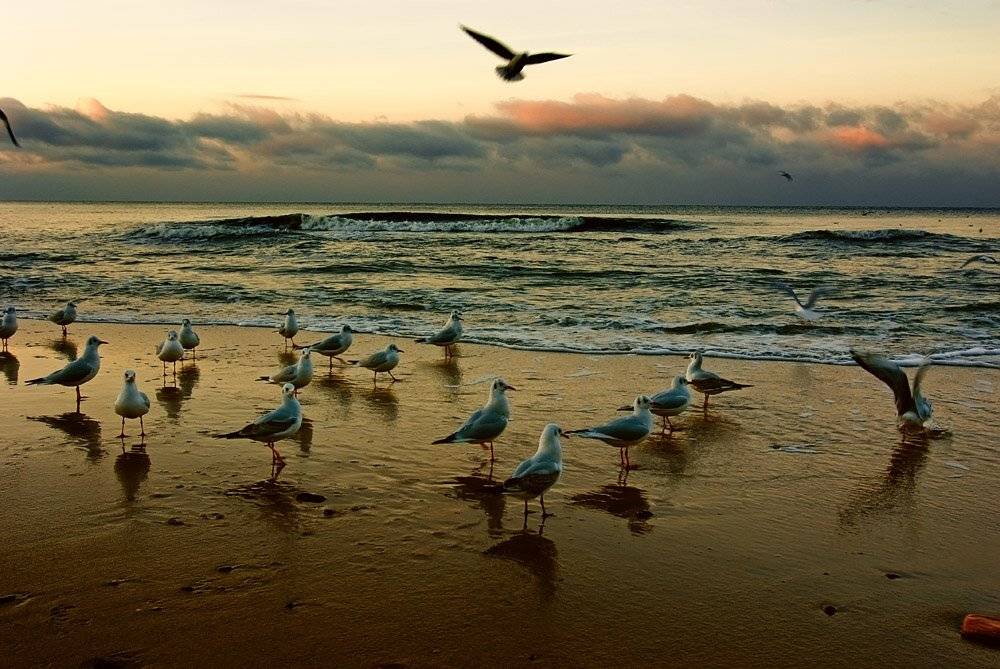 море, закат, чайки, Александр Титаренко