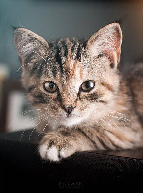 котенок, портрет, миниатюрный, тигр, смесь, животное, кошки, Мария Мальгина