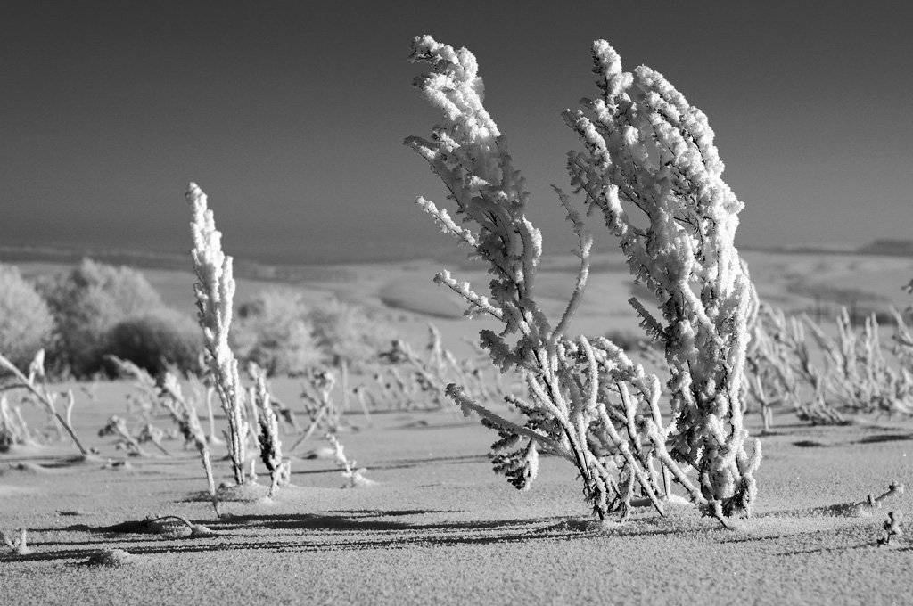 зима, мороз, иней, Sergey