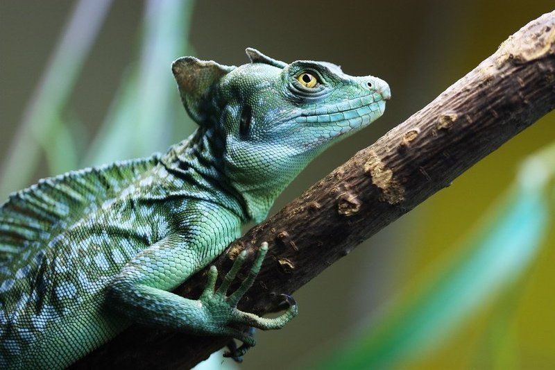 Дракончик симпатяга фото превью