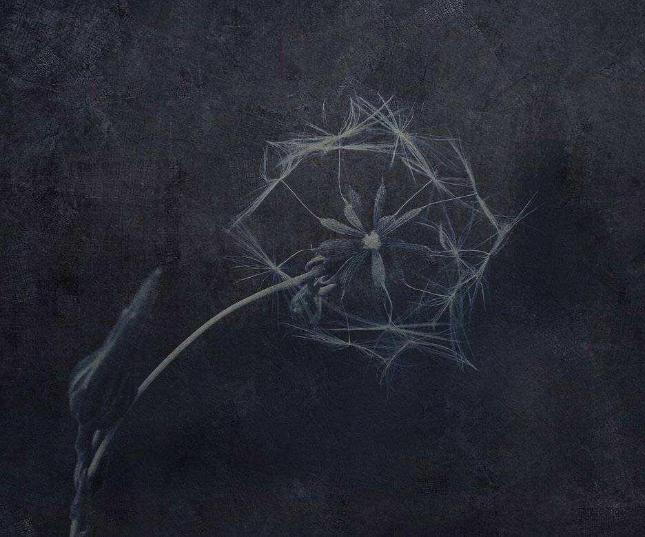 одуванчик, Юлия