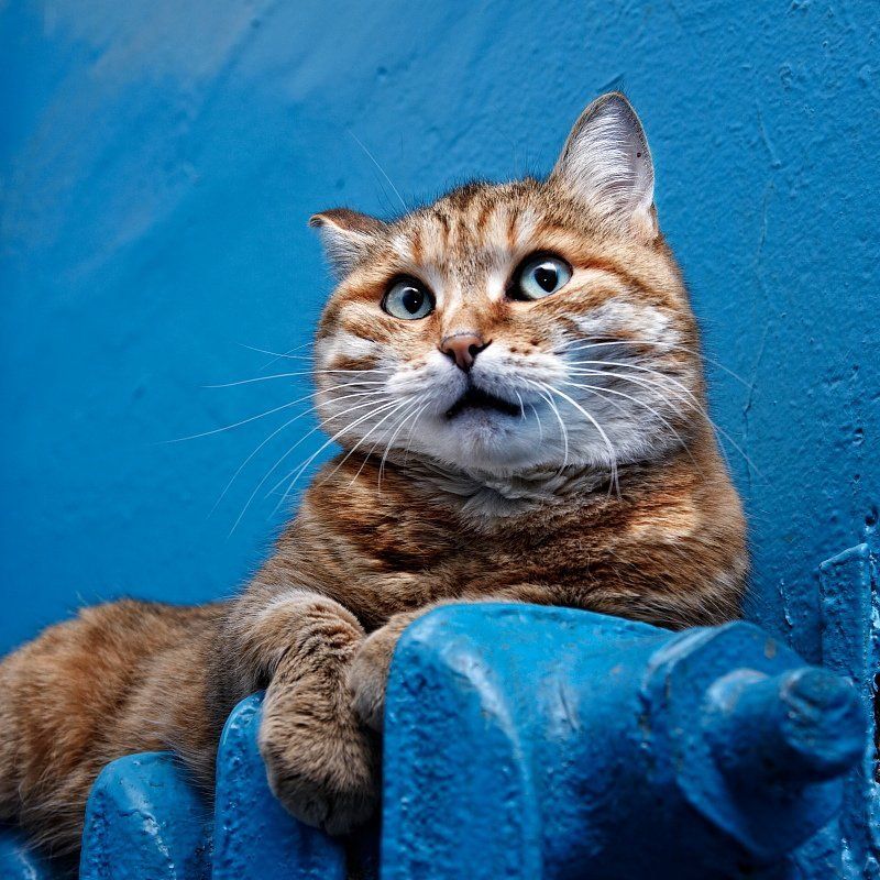 кошки,коты Это Ника-звезда подъезда. фото превью