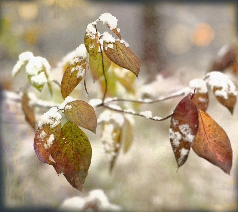 цвет, свет, осень, снег. Цвета поздней осени. фото превью