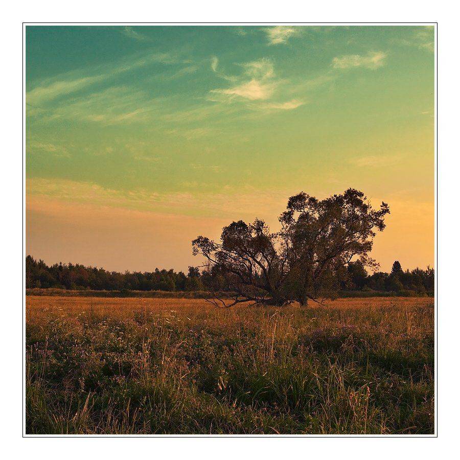 пейзаж, лес, небо, трава, дерево, Oleg Dmitriev