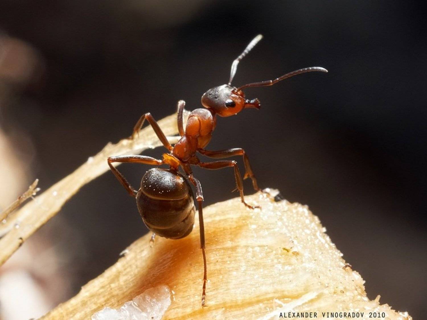 , Александр Виноградов