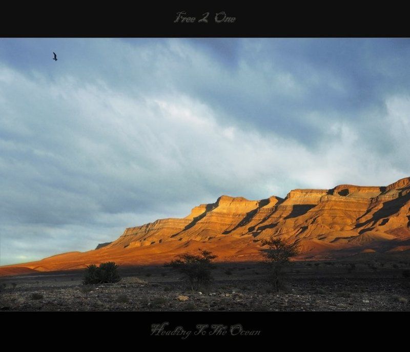 чайка, атлас, сахара Чайка фото превью