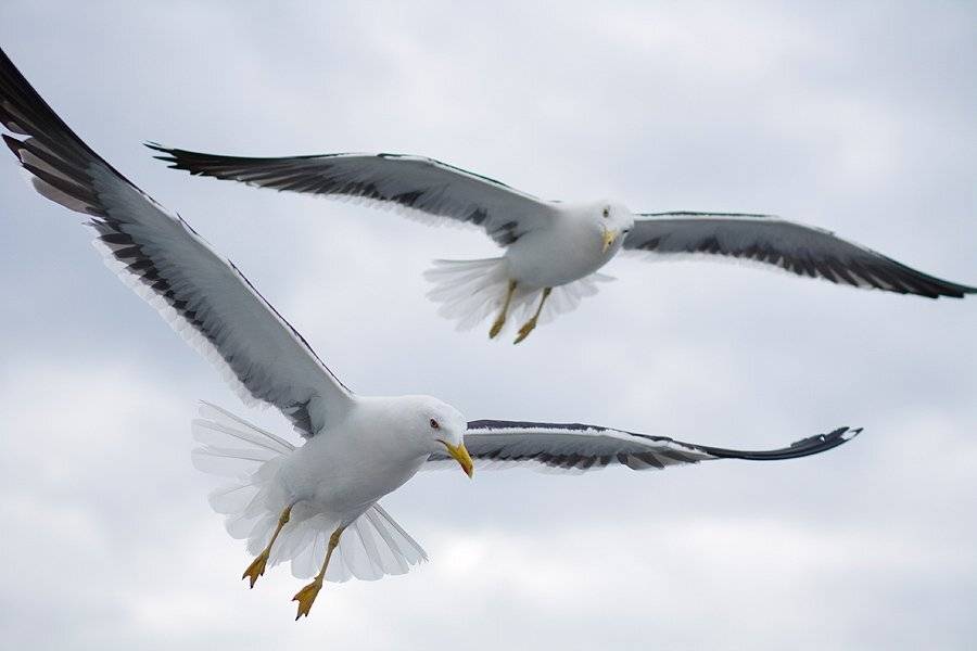 полет, птицы, Никита