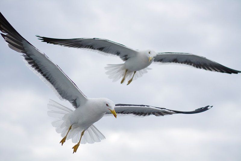 полет, птицы Полет фото превью