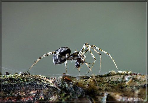 Фреди Крюгер