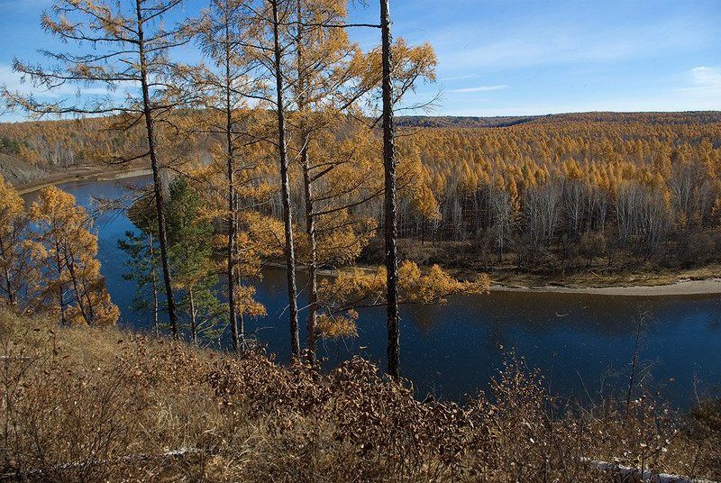 Облетающая лиственница фото превью
