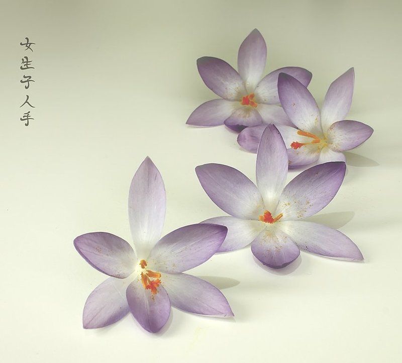 крокус вспоминая  Японию фото превью