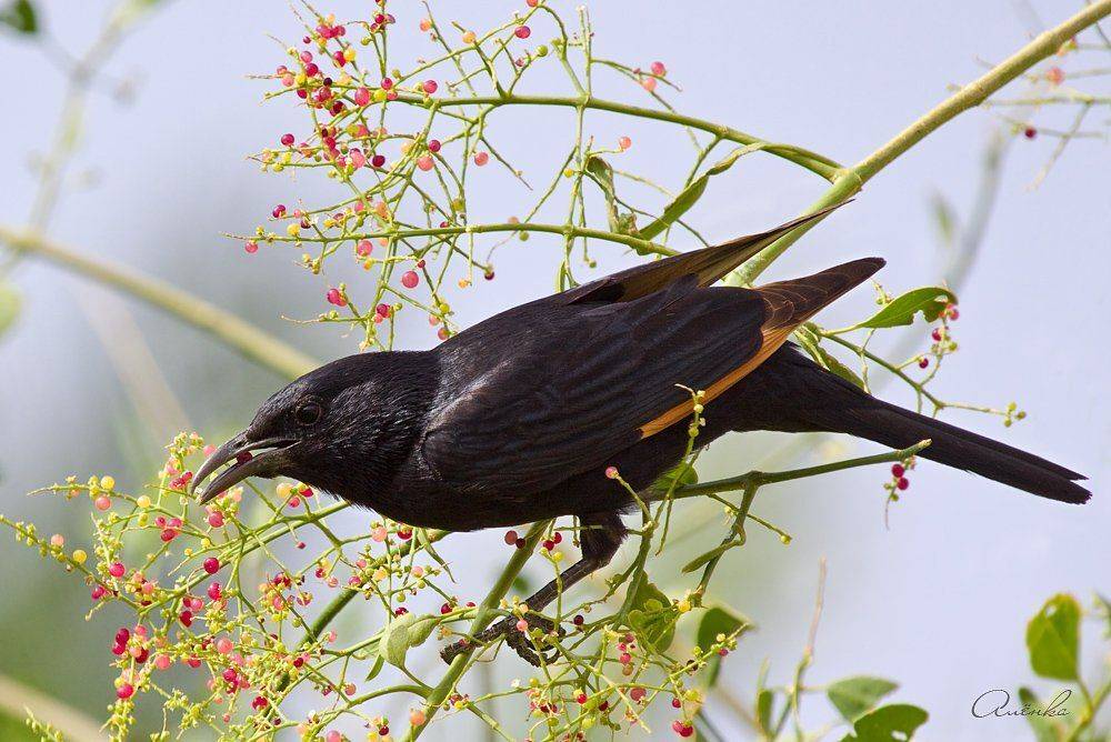 тристрамов, длиннохвостый, скворец, Alena