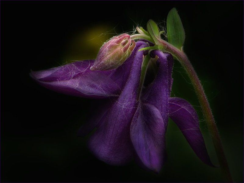 цветы, флора, аквилегия ... фото превью