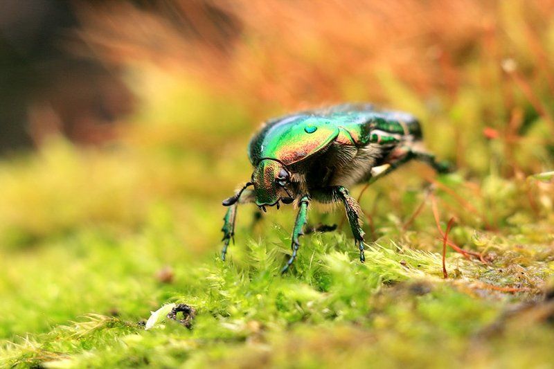 Mr. Rainbow фото превью