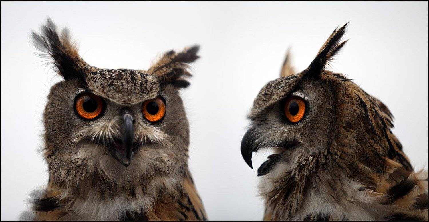 филин, птица, , хорошая, Ханмурзин Павел