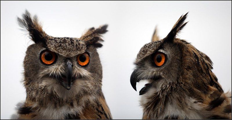 филин, птица, , хорошая Внимание! РОЗЫСК! фото превью