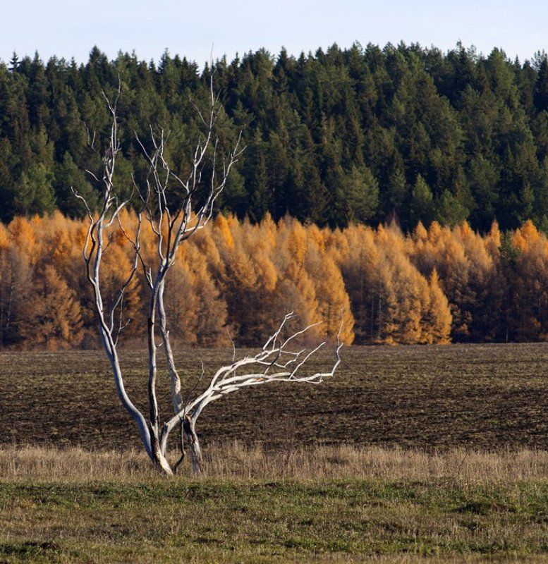Из жизни двух сухих деревьев. фото превью