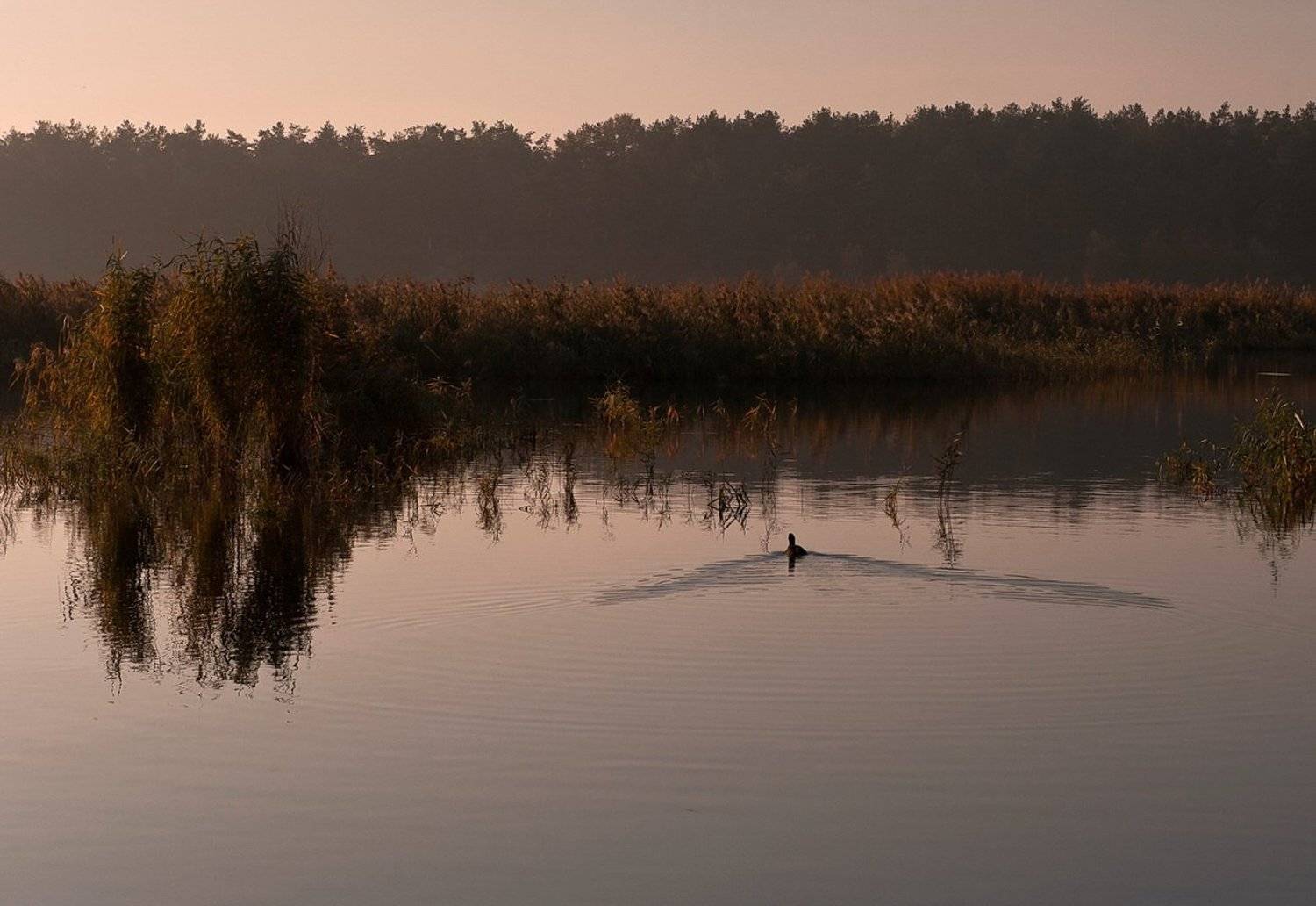 озеро, утро, , небо, уточка, Elena