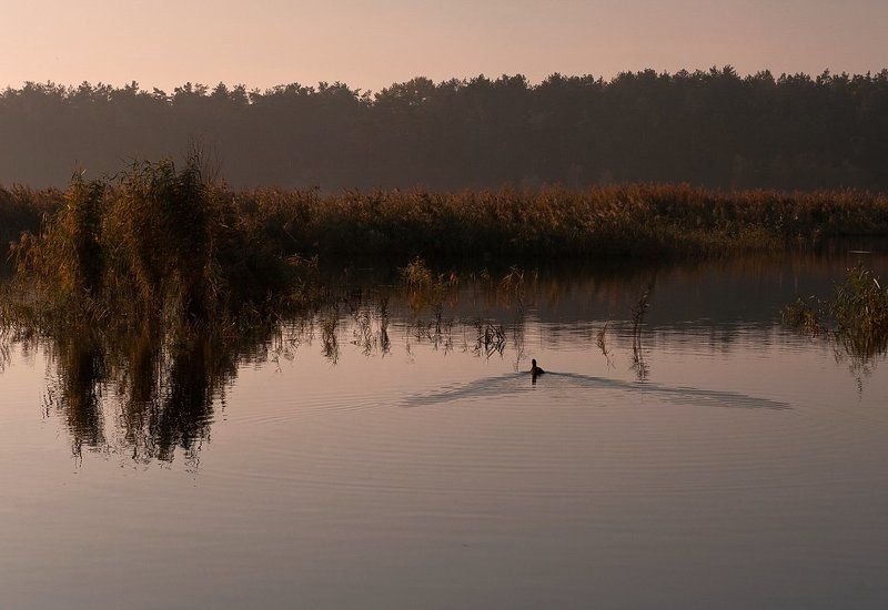 озеро, утро, , небо, уточка Ранним утром.. фото превью