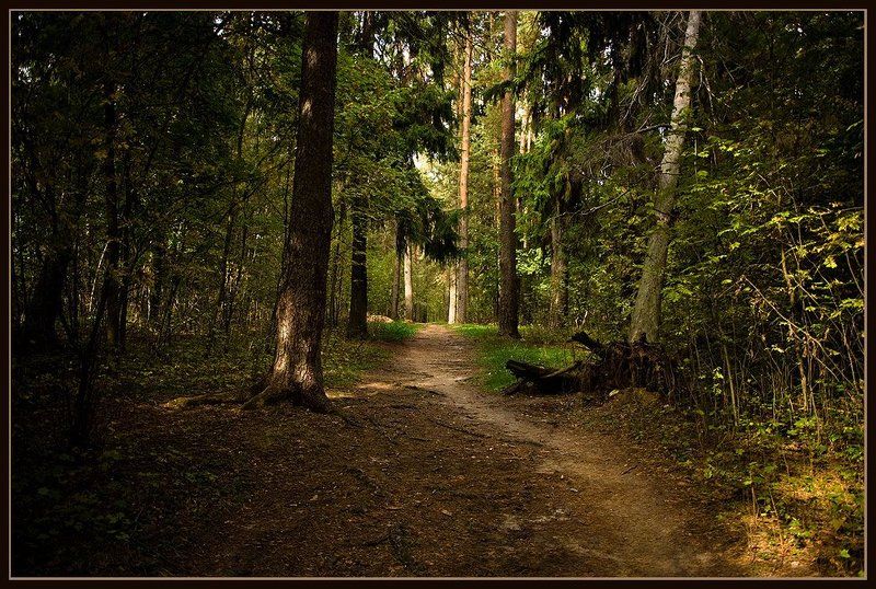 Однажды в лесу... фото превью