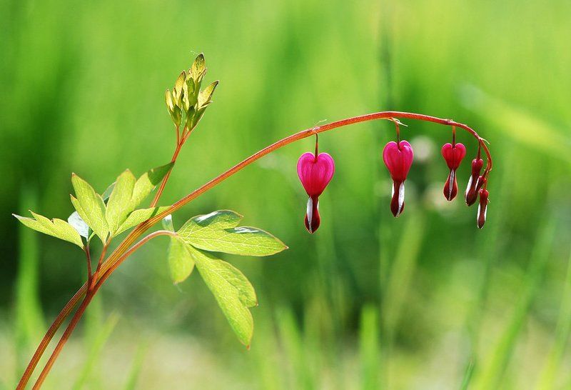 *** фото превью
