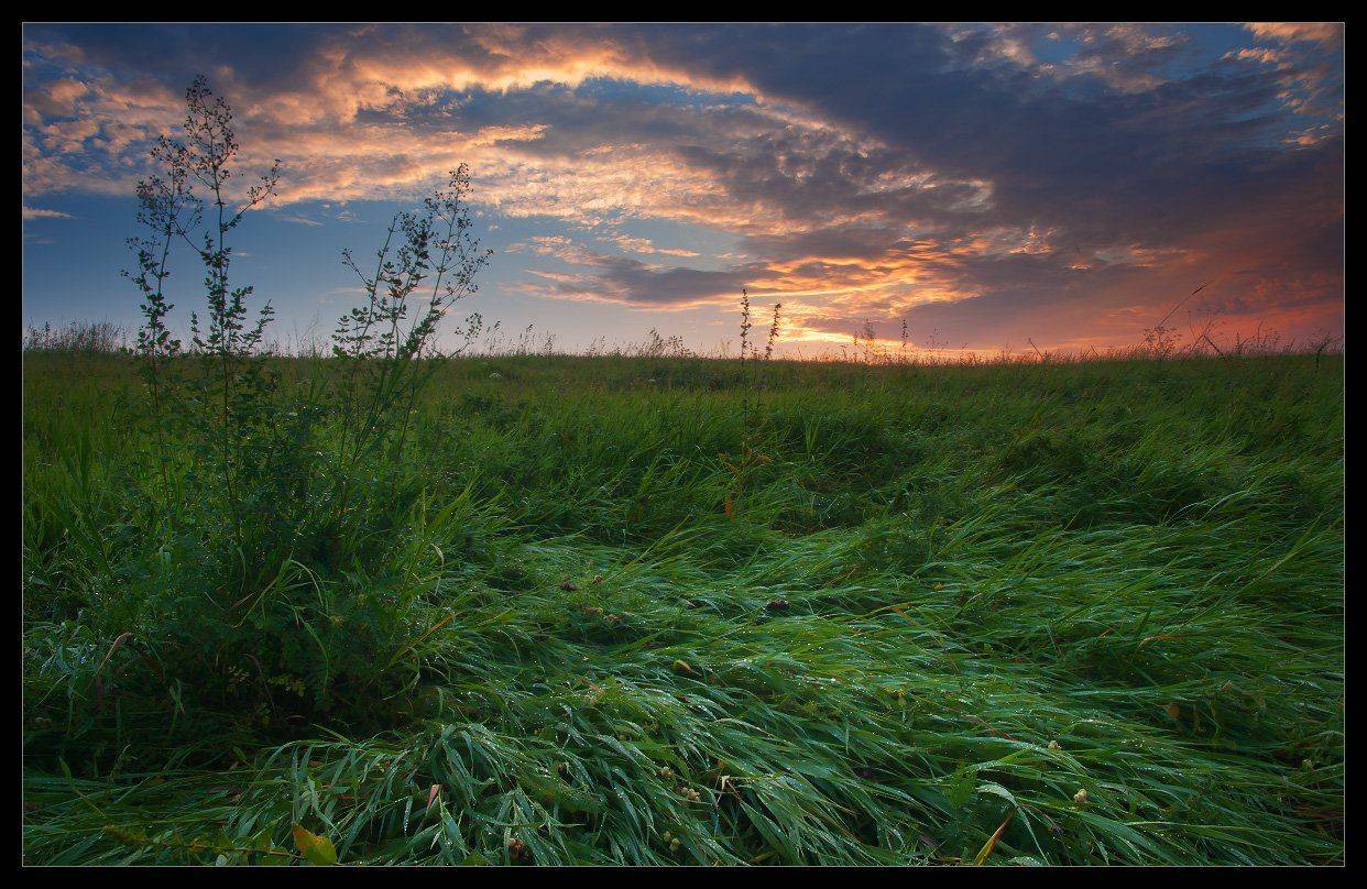 осётр, Андрей Уляшев (Mercand)