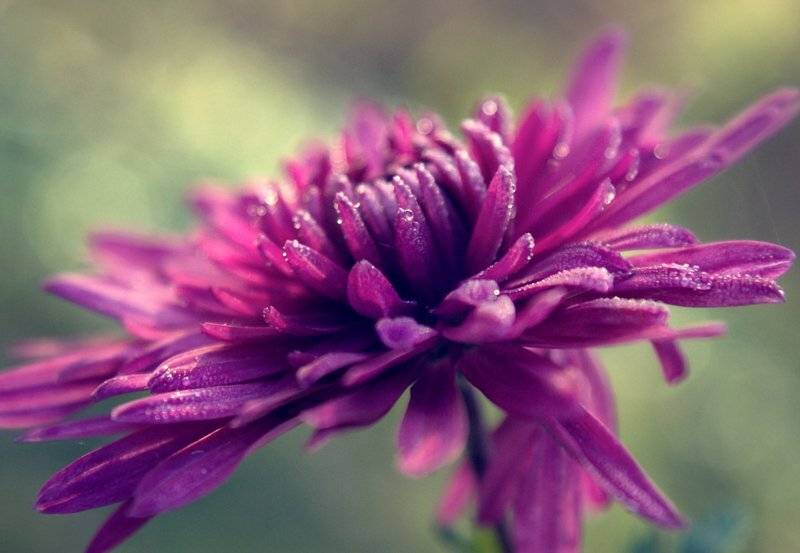 , Лана Тополева